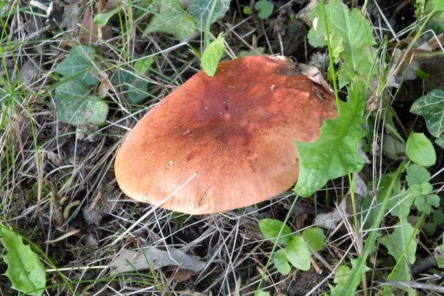 Due funghi dalla collina reggiana